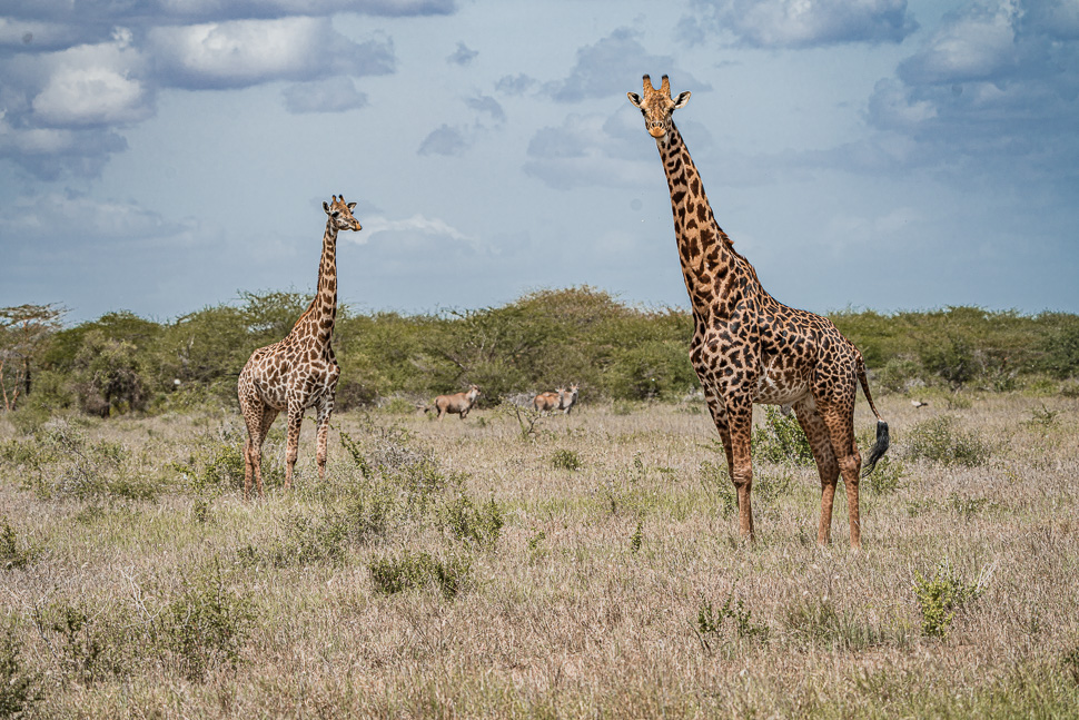 A Serval, Birds, Giraffes and Elephants – we travel